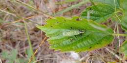 Image of Black-horned Tree Cricket