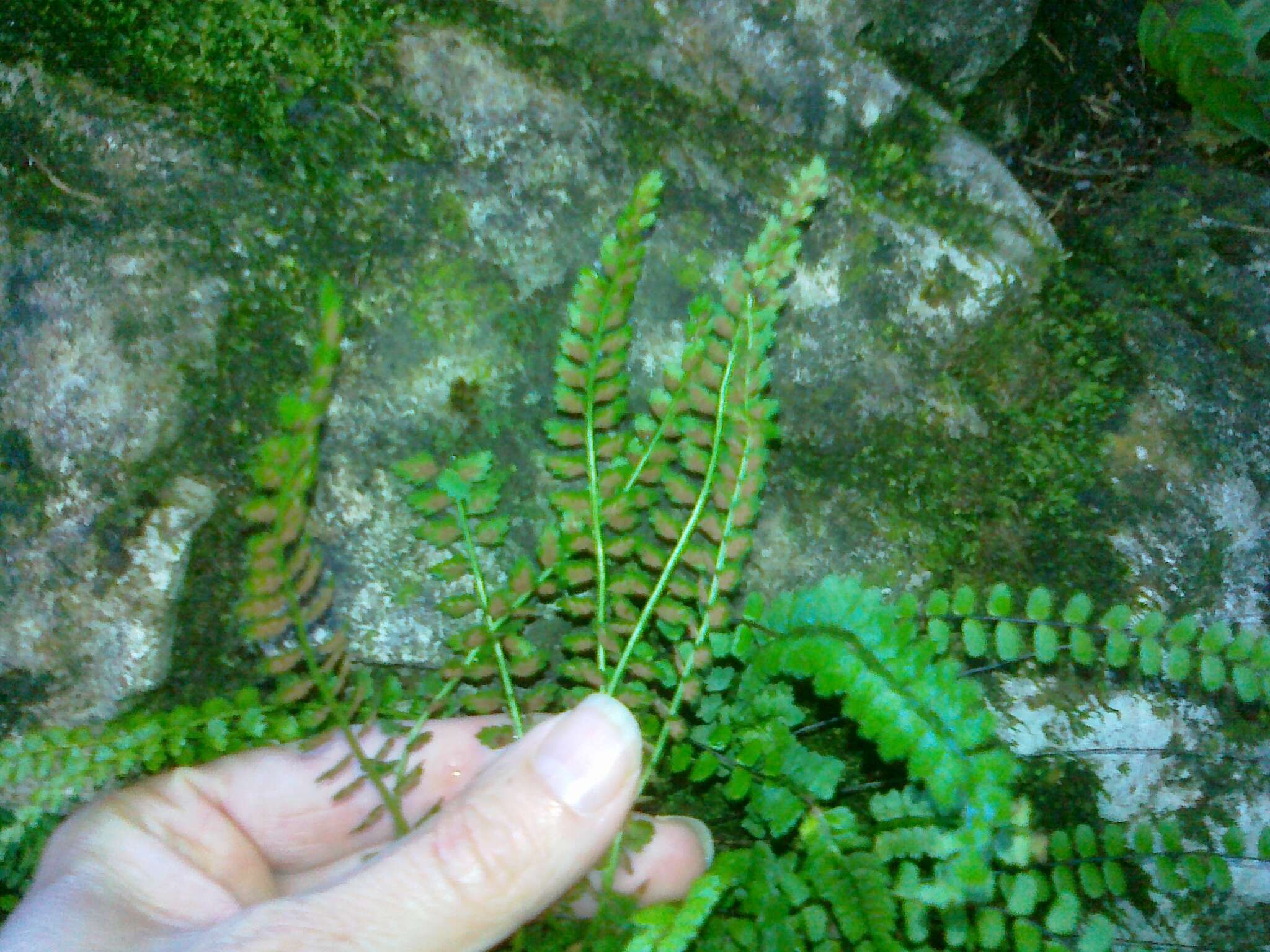 Image of Green Spleenwort