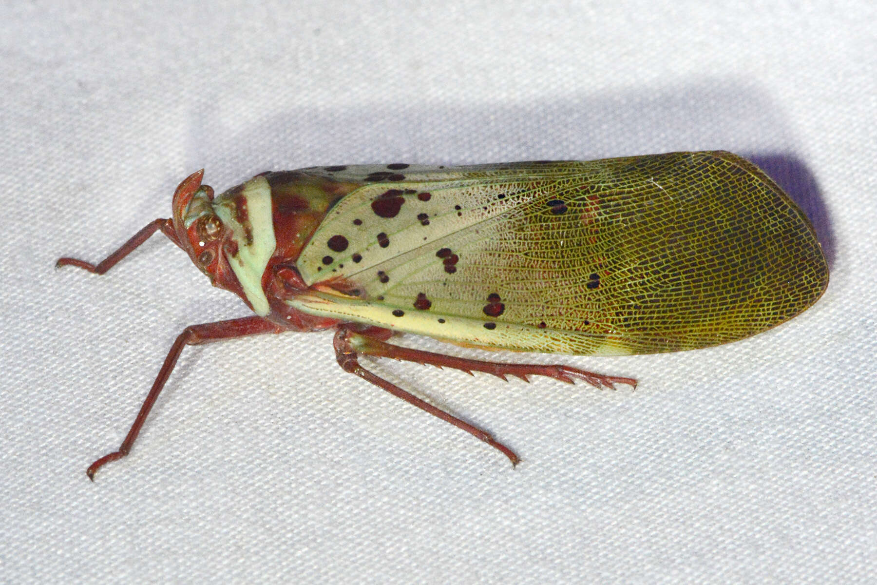 Image of Copidocephala guttata (White 1846)