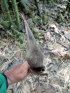 Image of Indian Thorny Bamboo