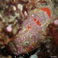 Image of Bandfin frogfish