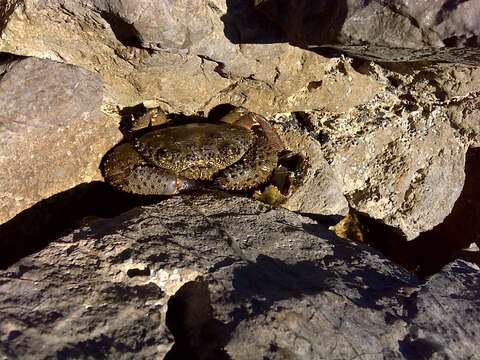 Image of Yellow Round Crab