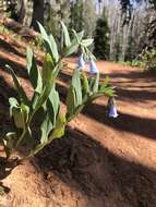 Image of aspen bluebells