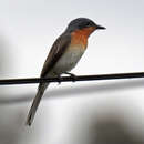 Image of Myiagra rubecula rubecula (Latham 1801)