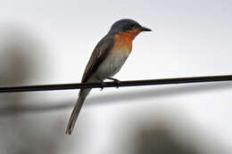 Image of Myiagra rubecula rubecula (Latham 1801)