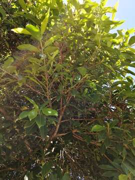 Image of Jamaican cherry fig