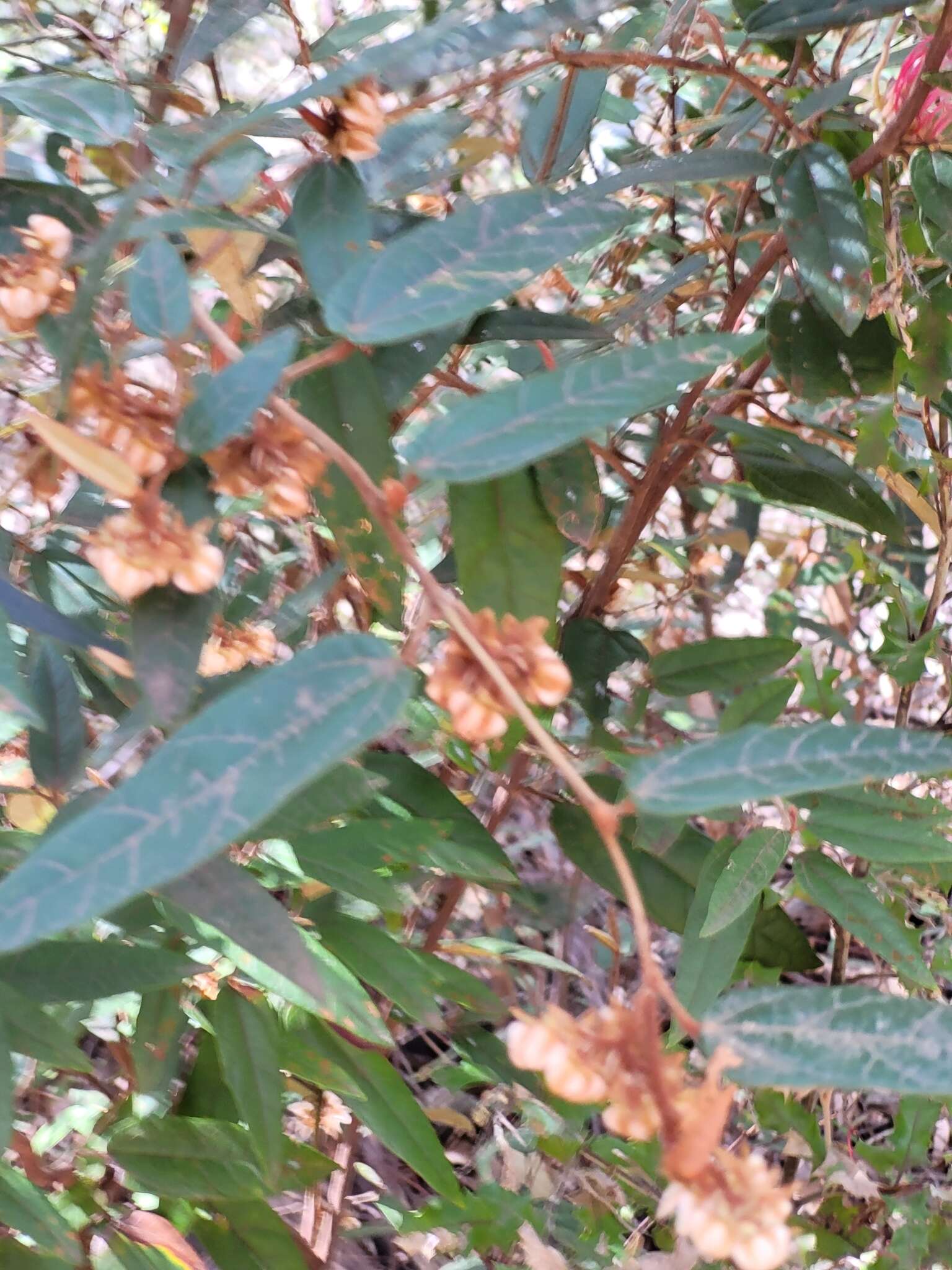 Image of Lasiopetalum macrophyllum R. Grah.