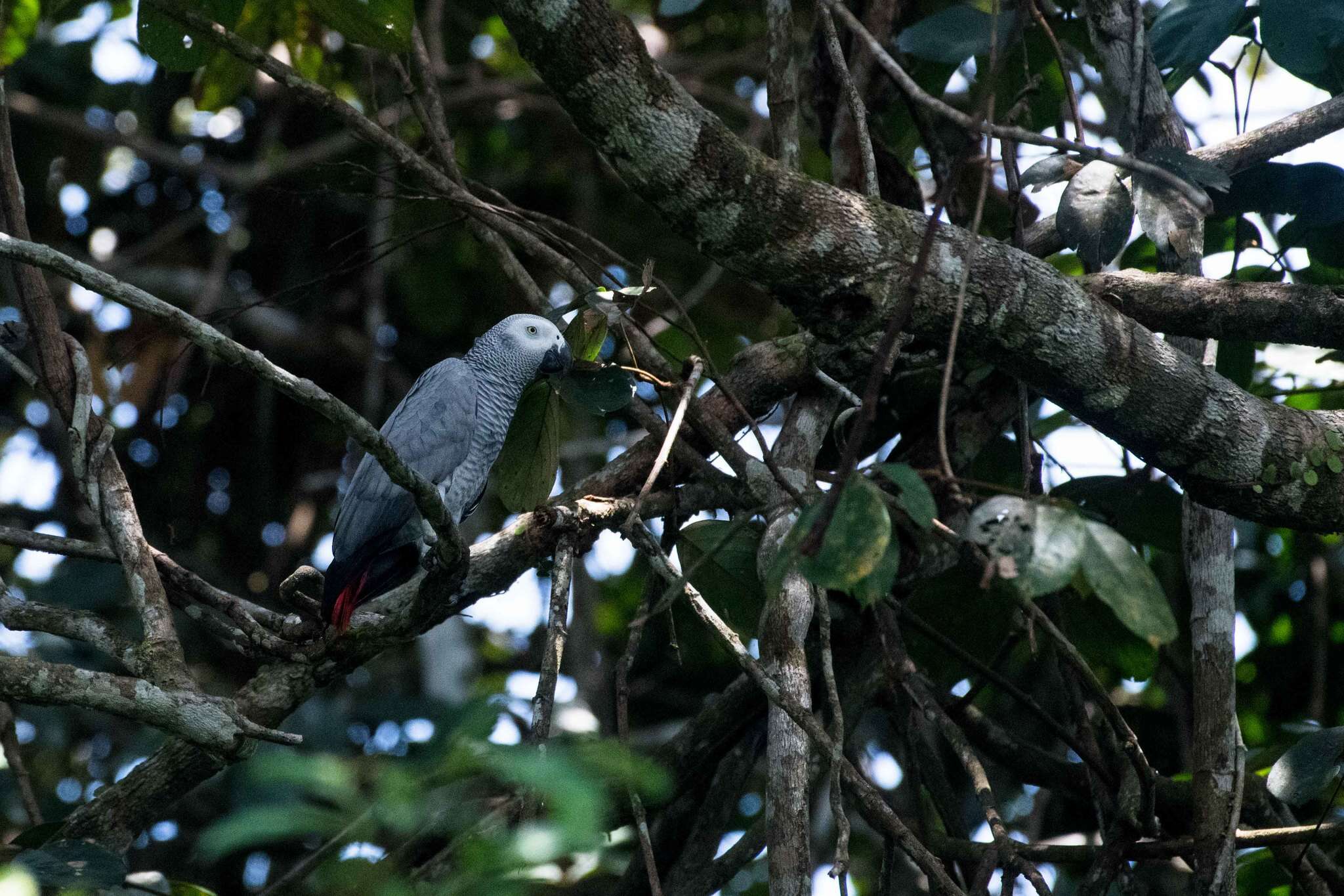 Image de Psittacus Linnaeus 1758