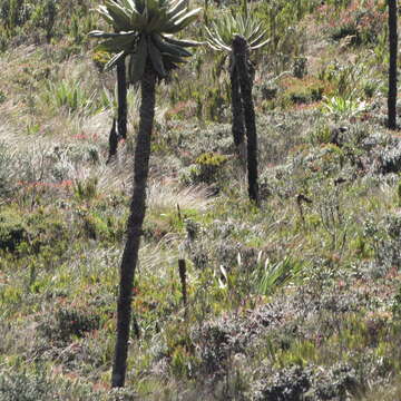 Image of Espeletia cayetana (Cuatrec.) Cuatrec.