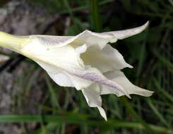 Image of Gladiolus longicollis subsp. platypetalus (Baker) Goldblatt & J. C. Manning