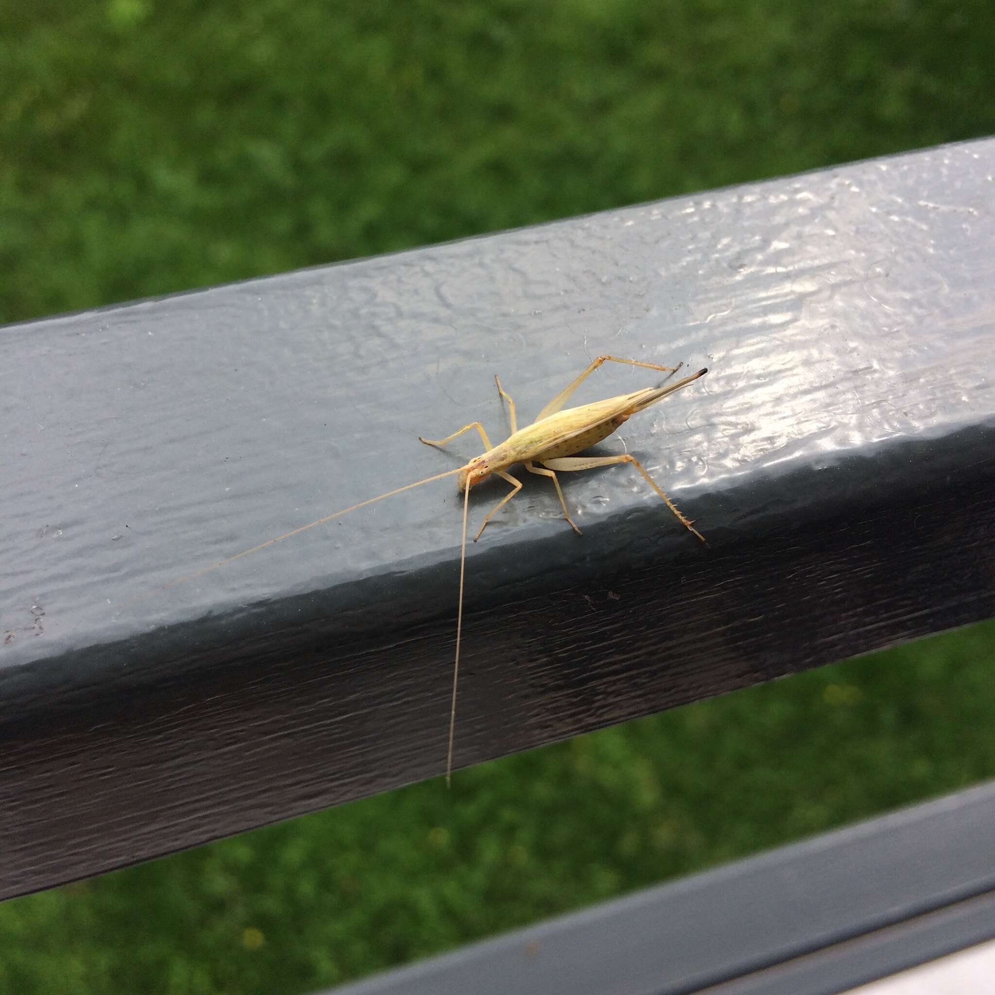 Image of tree-cricket