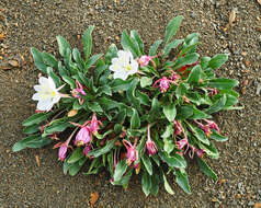 Oenothera cespitosa Nutt. resmi