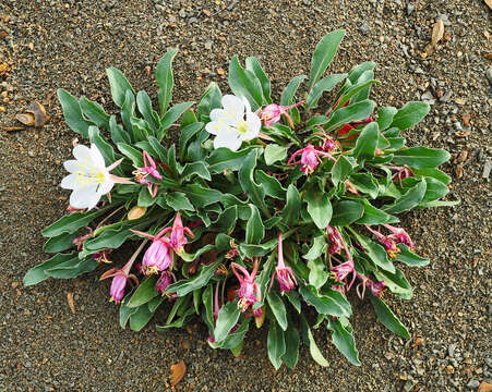 Oenothera cespitosa Nutt. resmi