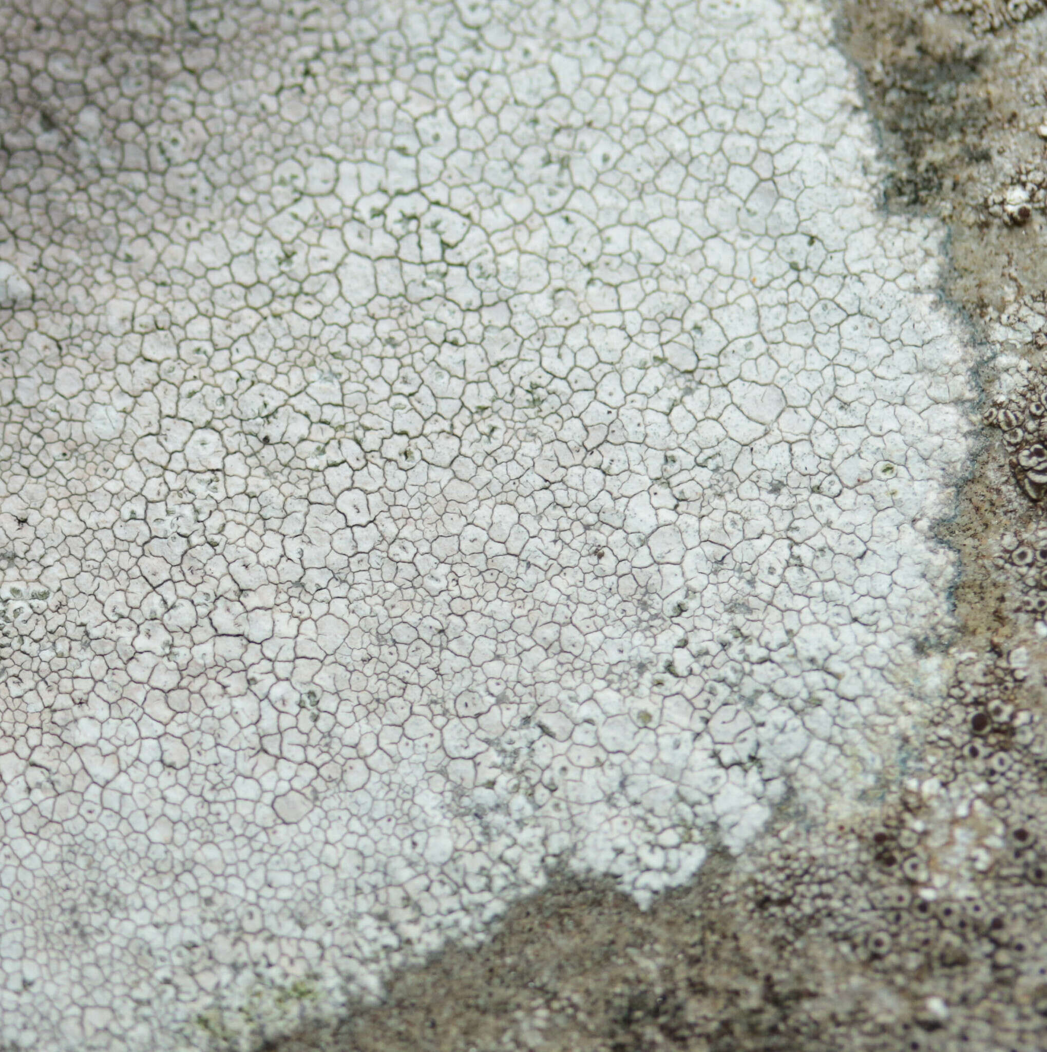 Image of crater lichen