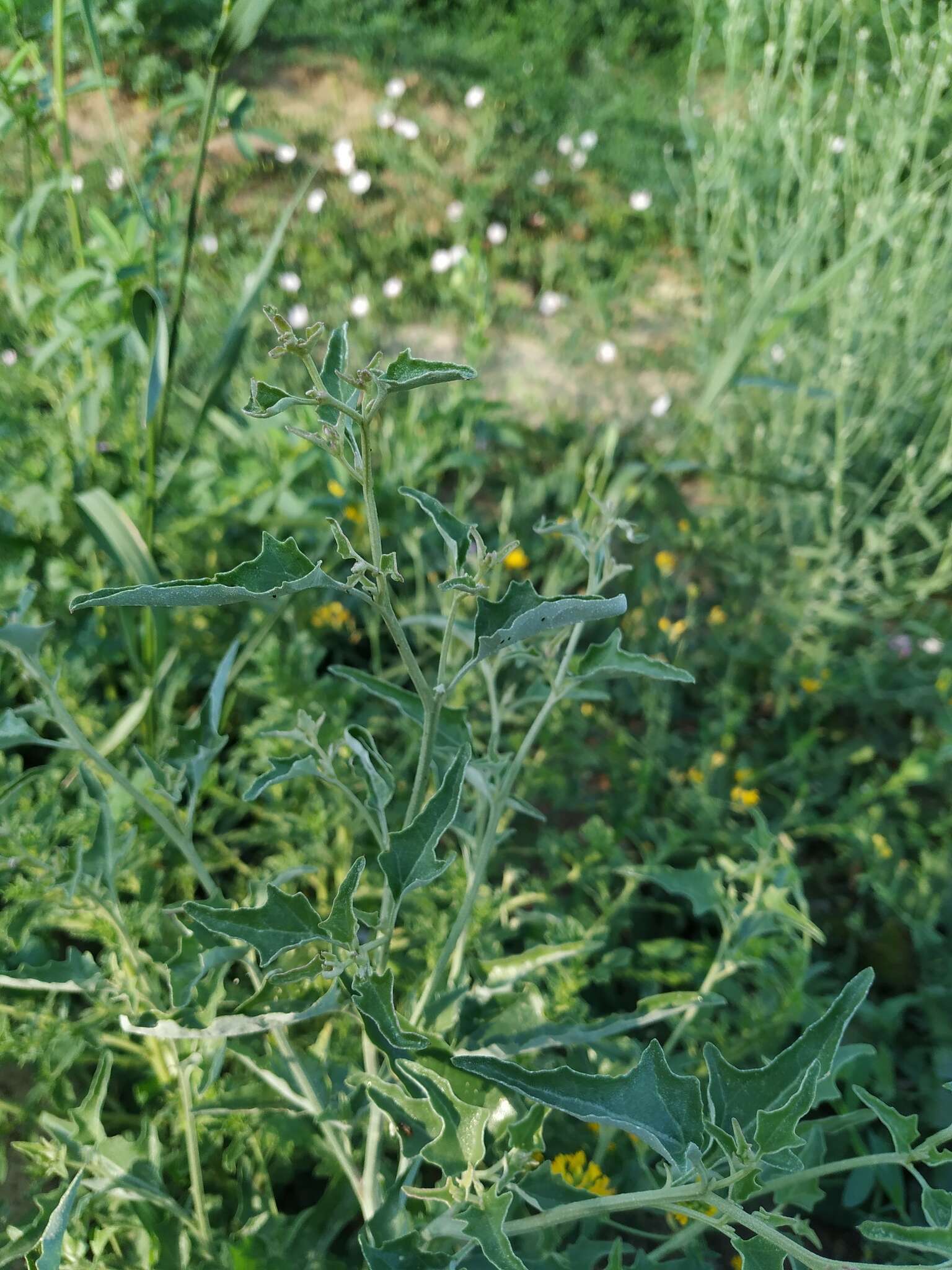 Sivun Atriplex aucheri Moq. kuva