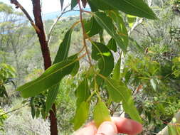 Image of red bloodwood