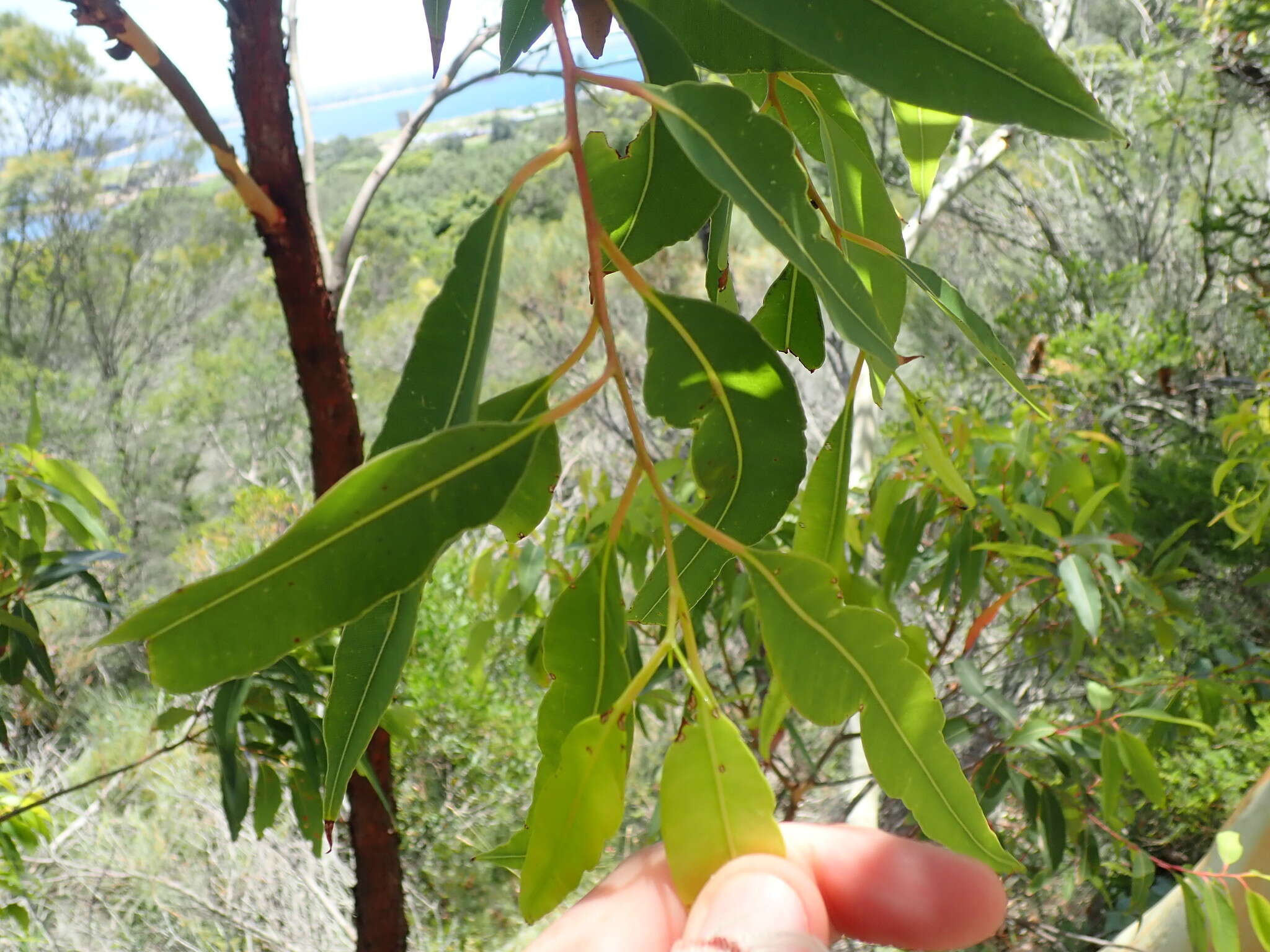 Image of red bloodwood