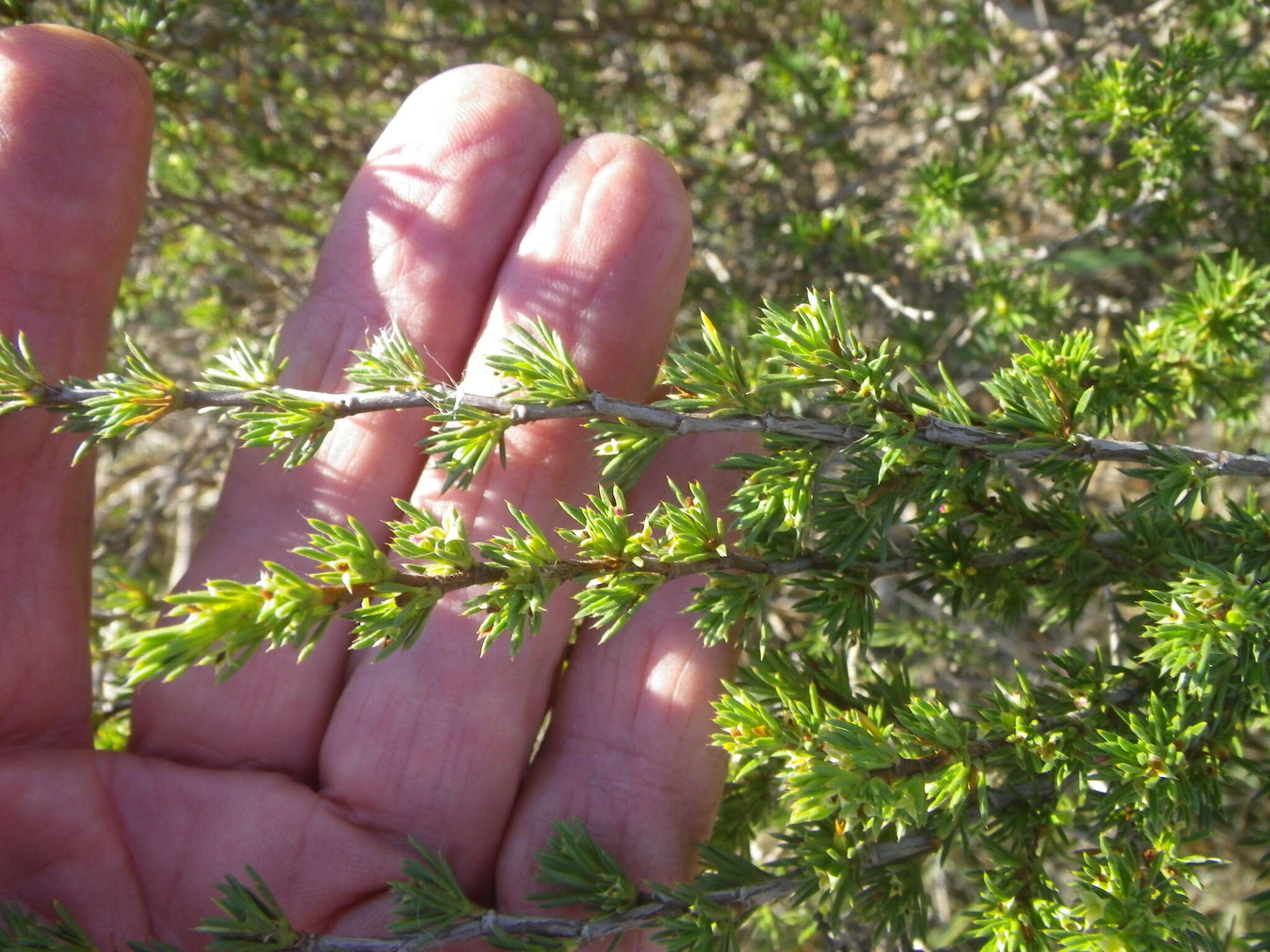 Image of Cliffortia juniperina L. fil.