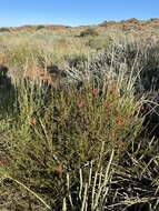 Image of Hermannia stricta (E. Mey. ex Turcz.) Harv.