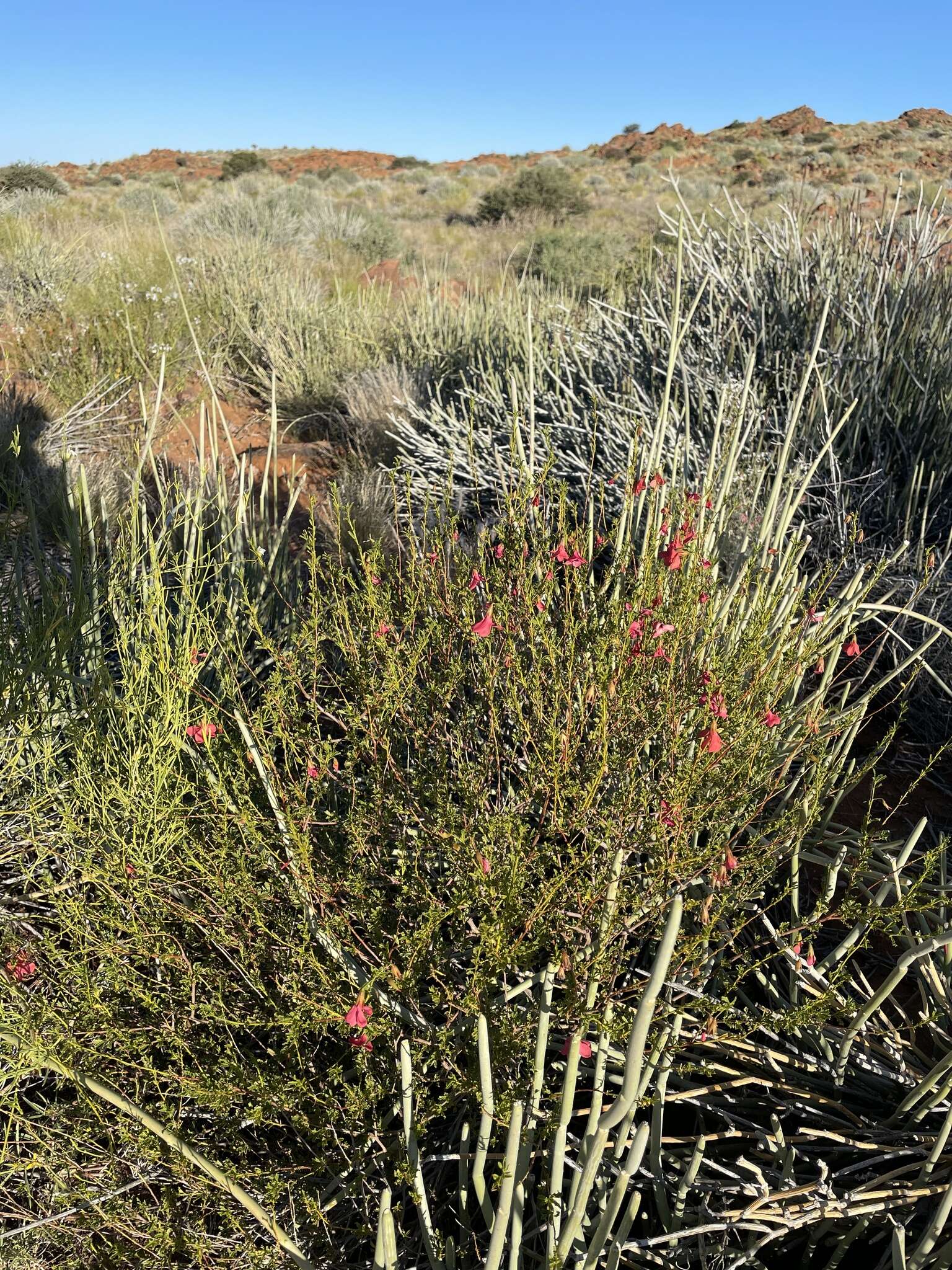 Image of Hermannia stricta (E. Mey. ex Turcz.) Harv.