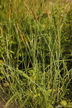 Image of Orange Foxtail