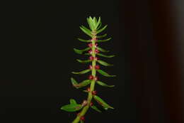 Image of Rotala malampuzhensis R. V. Nair ex C. D. K. Cook