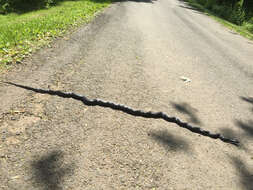 Image of Rat snakes