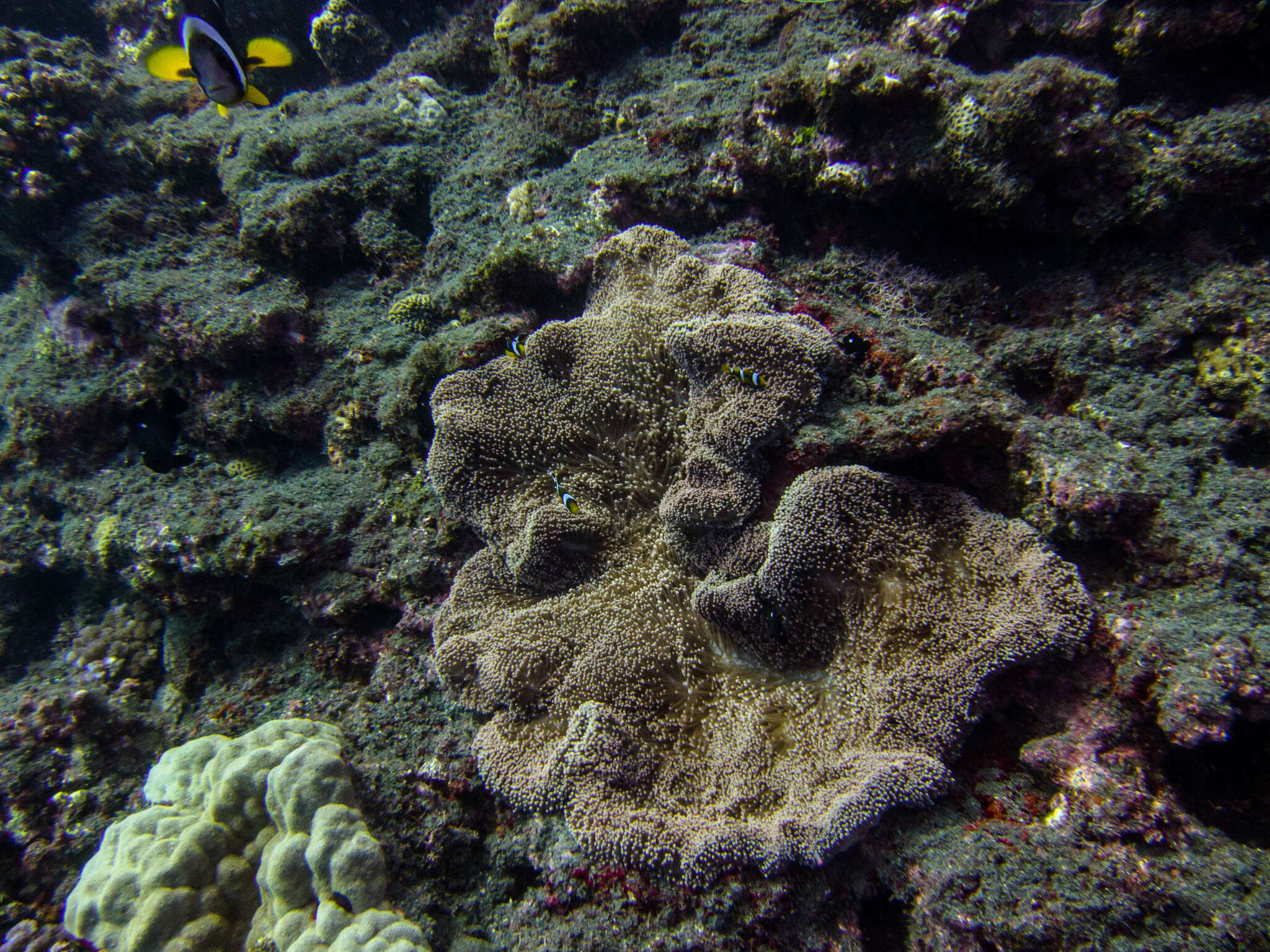 Image of merten's carpet anemone