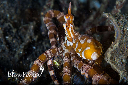 Image of Wunderpus Hochberg, Norman & Finn 2006