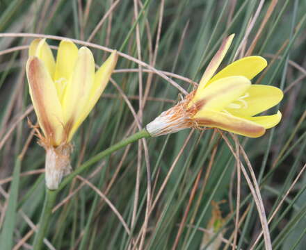 Image of fragrant wandflower