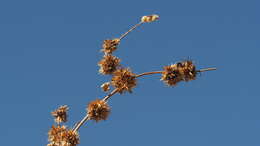 Image of flatspine bur ragweed