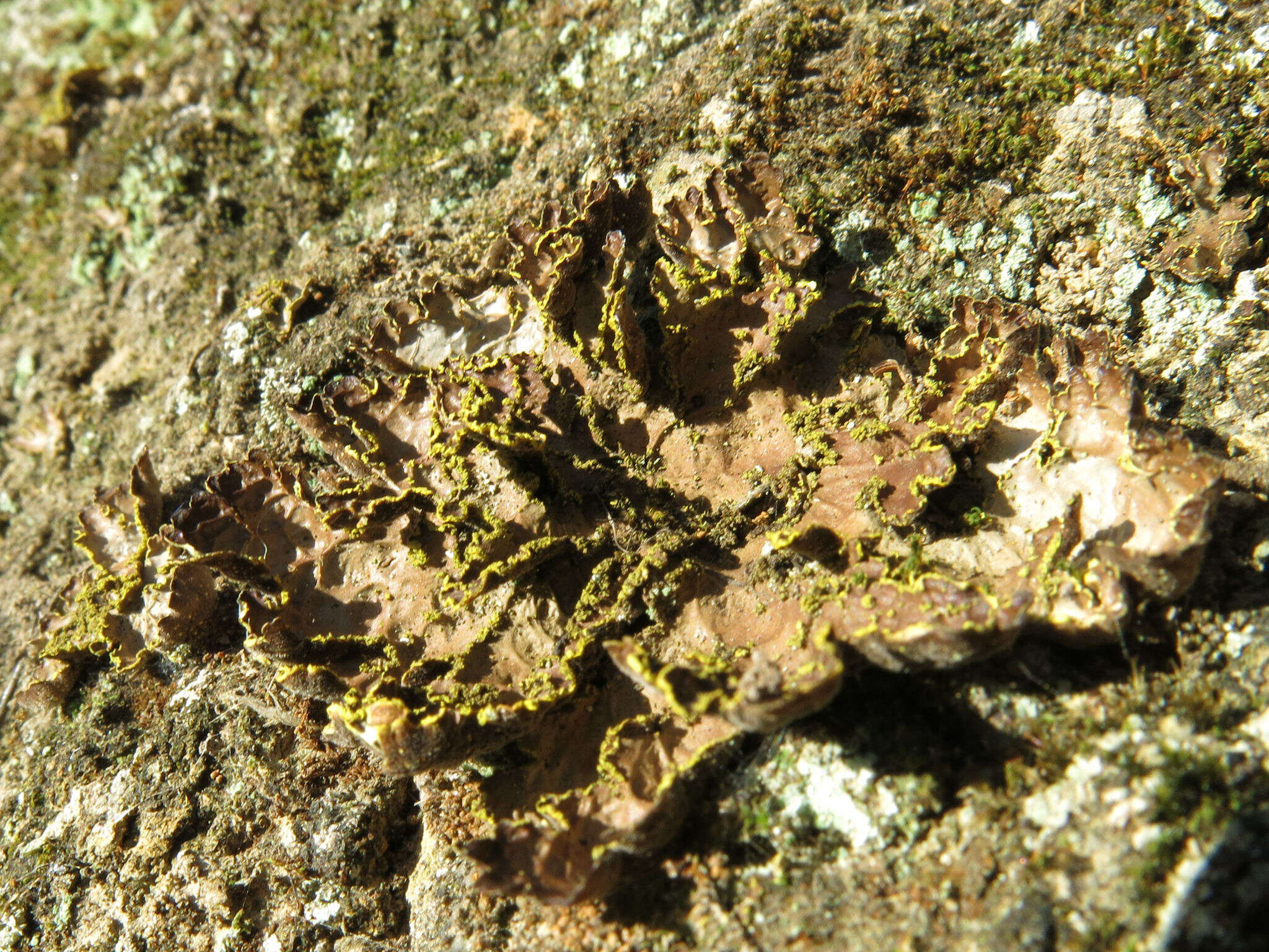 Image de Pseudocyphellaria crocata (L.) Vain.