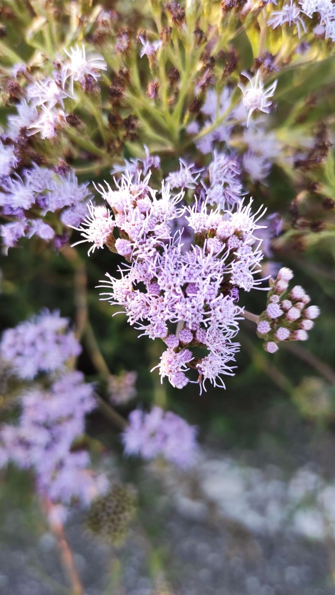 Image of Chromolaena arnottiana (Griseb.) R. King & H. Rob.