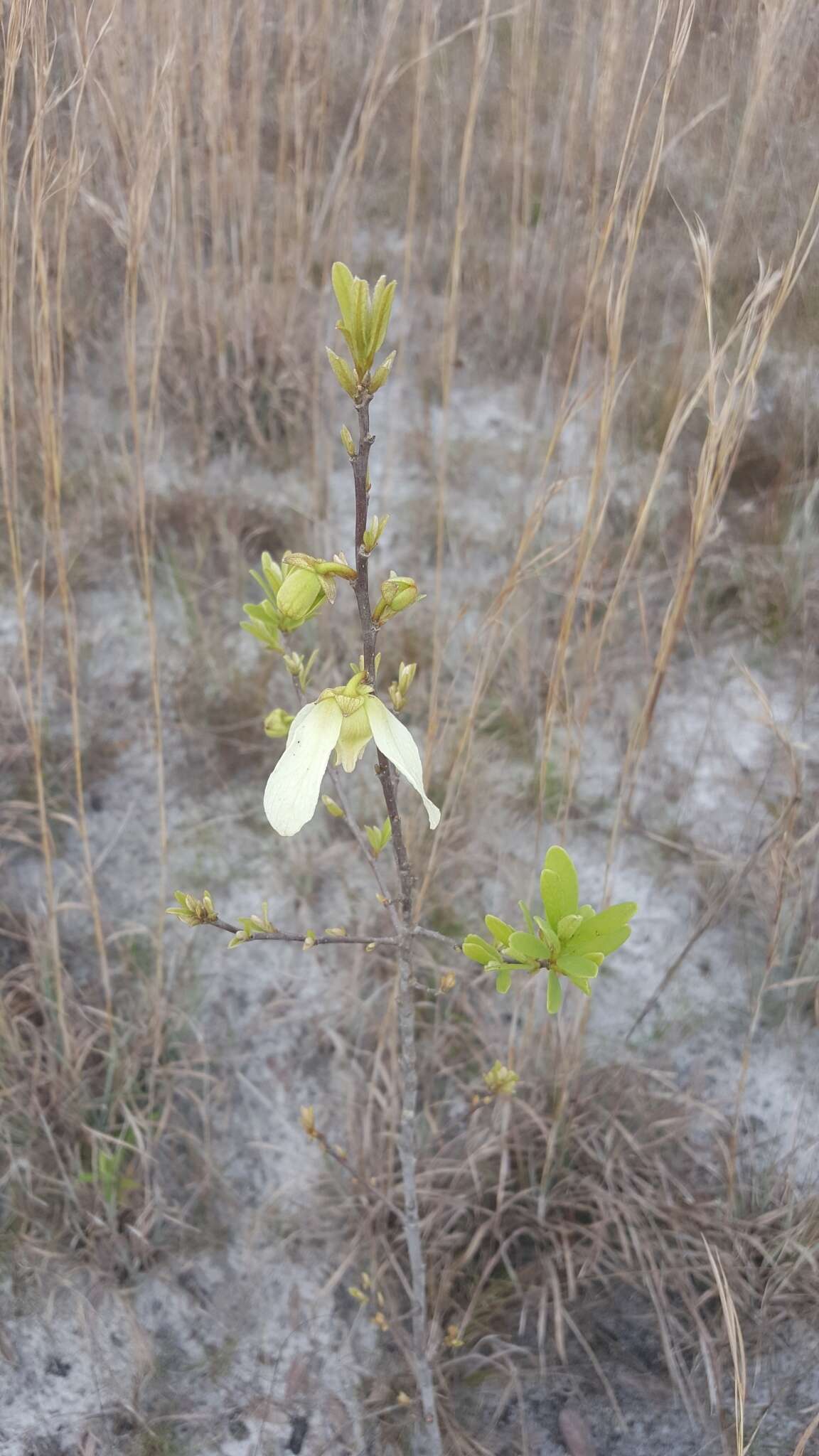 Plancia ëd Asimina reticulata Shuttlew. ex Chapm.