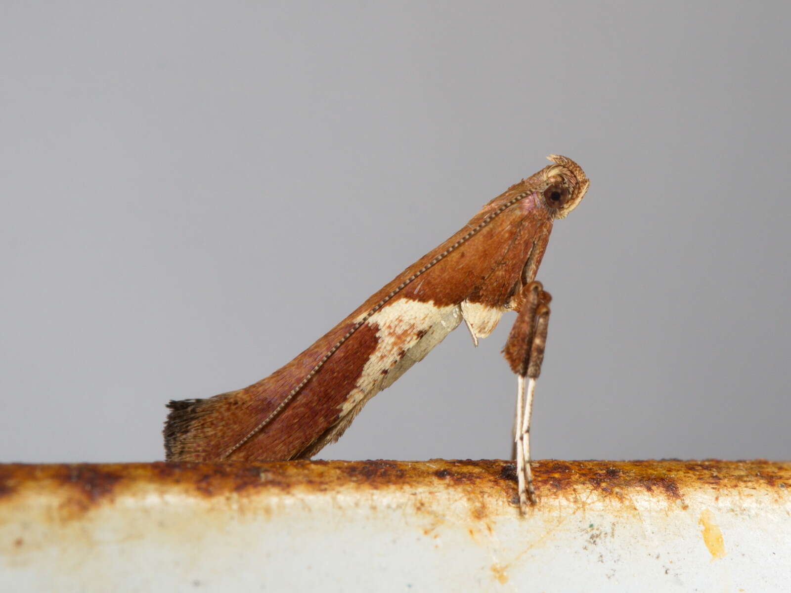 Imagem de Caloptilia stigmatella (Fabricius 1781)