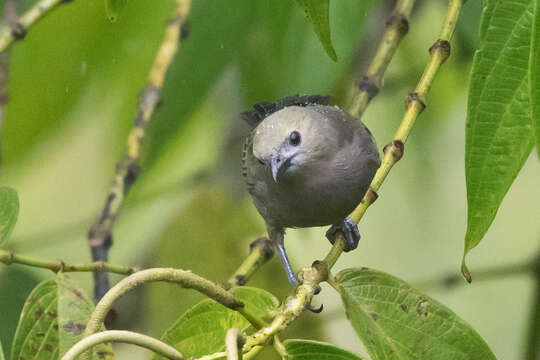 Image of Palm Tanager