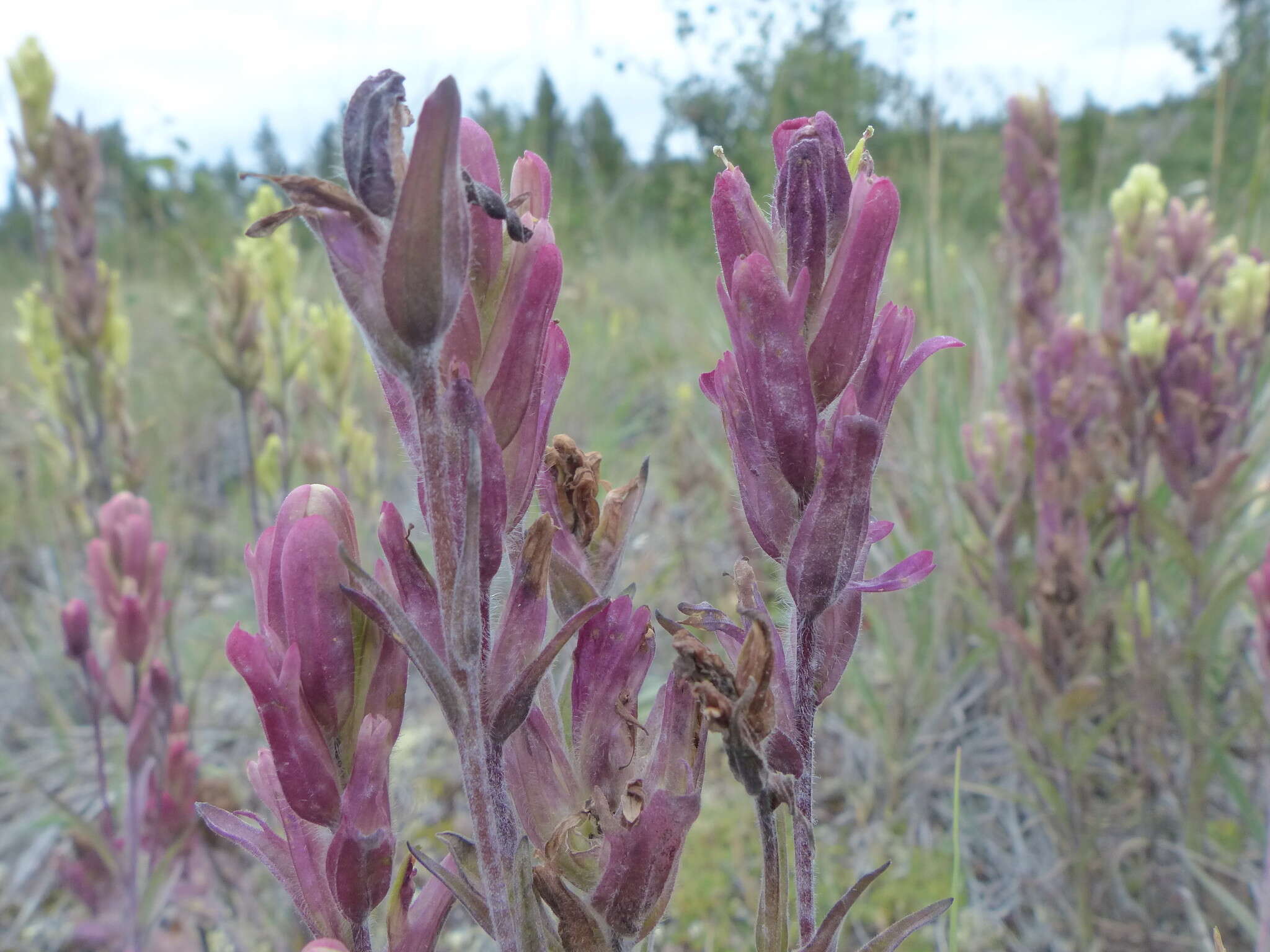 Image of Yukon Indian paintbrush