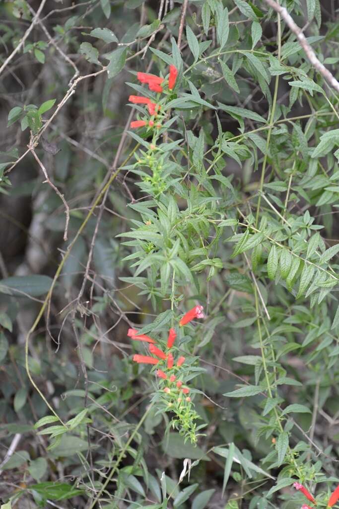 Image of Lamourouxia lanceolata Benth.