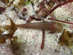 Image of Slender clingfish