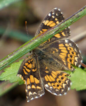 Image of Gorgone Checkerspot