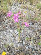 Image of Buckley's Mountain-Pink