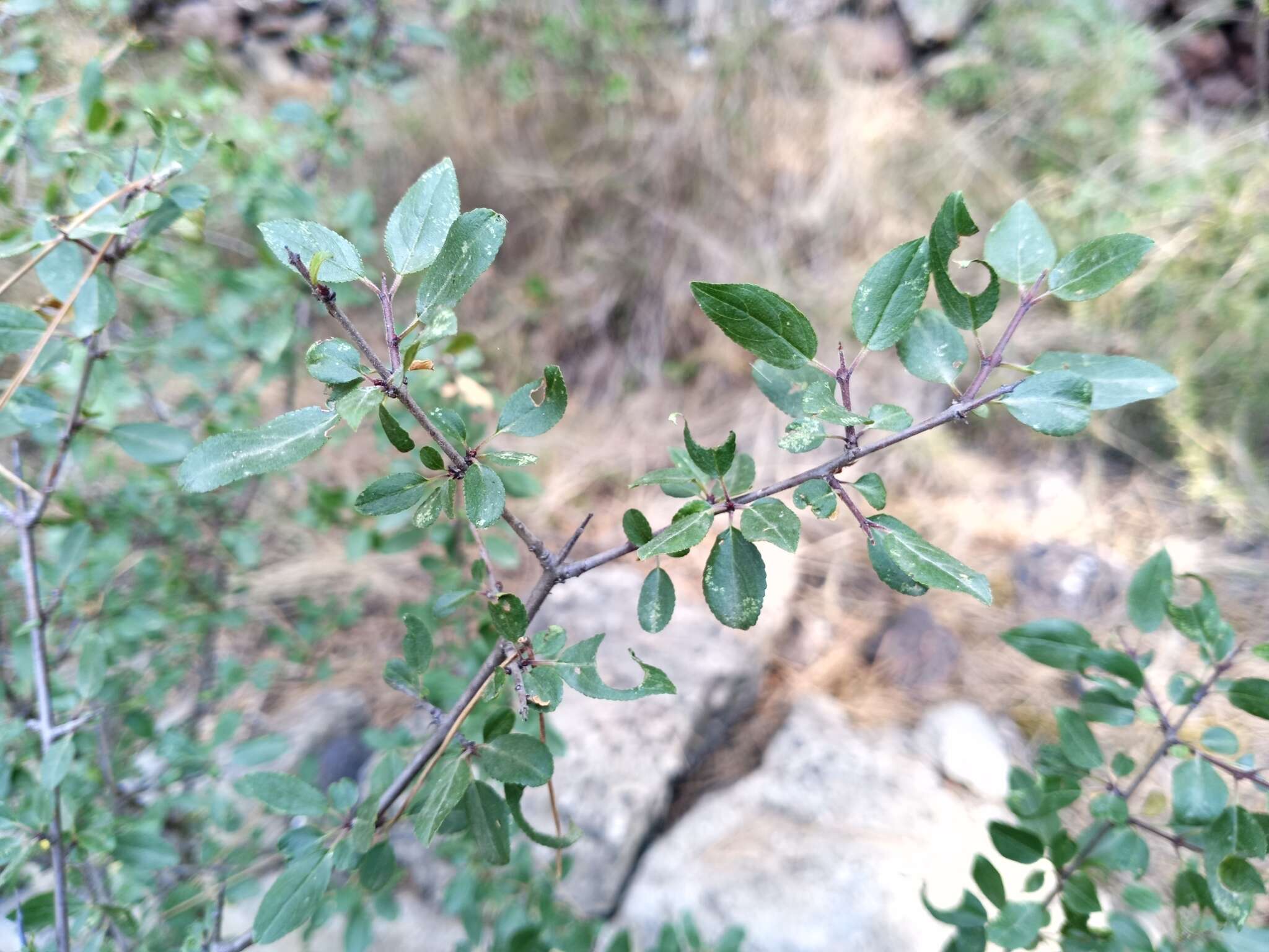 Image of Rhamnus saxatilis subsp. saxatilis