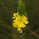 Image of Hibbertia mucronata (Turcz.) Benth.