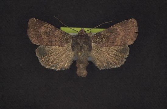 539.rdnmc cnc noctuoidea10842 1131379406 jpg.580x360