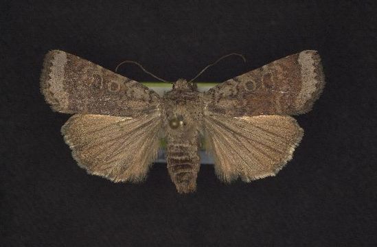 539.rdnmc cnc noctuoidea10844 1131379426 jpg.580x360