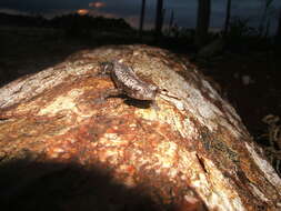 Image of Yucatan Mushroomtongue Salamander