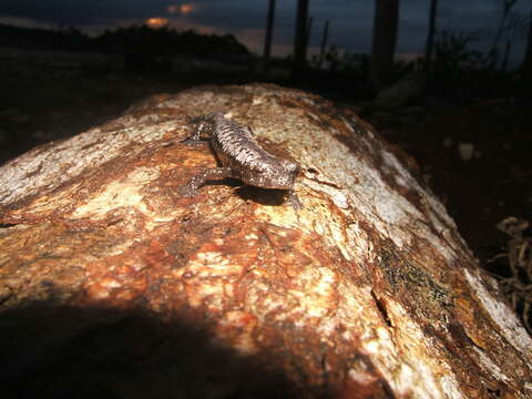 Image of Yucatan Mushroomtongue Salamander