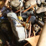 Image of Western Paper Wasp