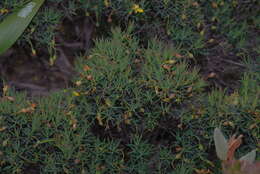 Image of Hibbertia acerosa (DC.) Benth.