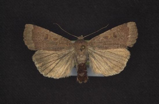 539.rdnmc cnc noctuoidea10867 1131379880 jpg.580x360